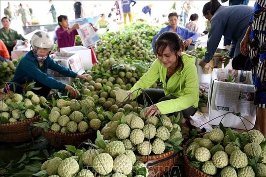 Tăng cường hoạt động xúc tiến thương mại, thúc đẩy tiêu thụ sản phẩm na Lạng Sơn