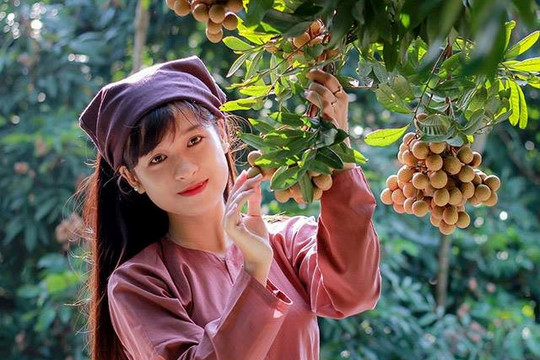 Hưng Yên nỗ lực tìm đầu ra cho trái nhãn