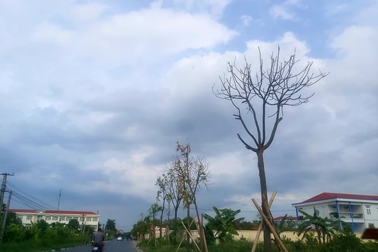 Nguyên nhân cây xanh chết bất thường tại TP Hải Dương