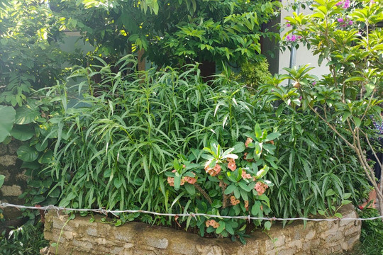 Thanh Hóa: Phát hiện 117 cây cần sa trong vườn nhà dân