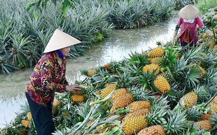 Tiền Giang: Tạo điều kiện cho người dân thu hoạch và mua bán khóm