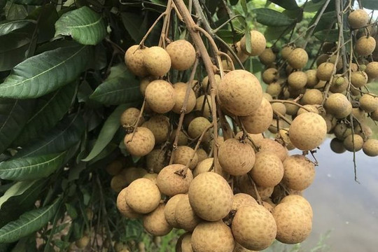 Kết nối với các đối tác để tiêu thụ nhãn Hưng Yên