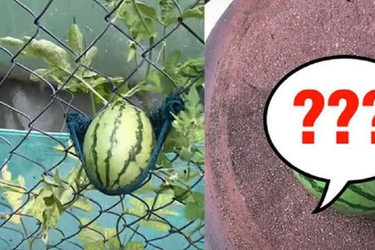 Mắc võng cho dưa hấu leo hàng rào, cô gái thu được kết quả cực bất ngờ