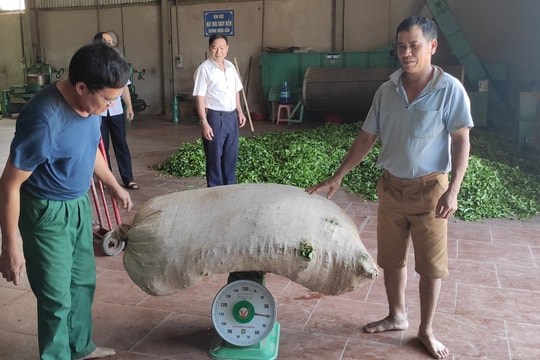 Cựu chiến binh Đỗ Văn Đồng: Gương sáng phát triển kinh tế và hoạt động xã hội
