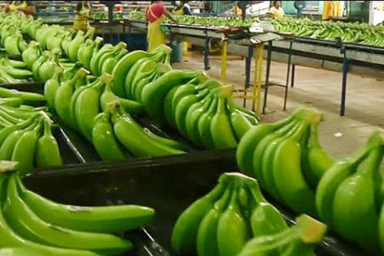 Trái chuối của Việt Nam ngày càng được ưa chuộng tại Hàn Quốc