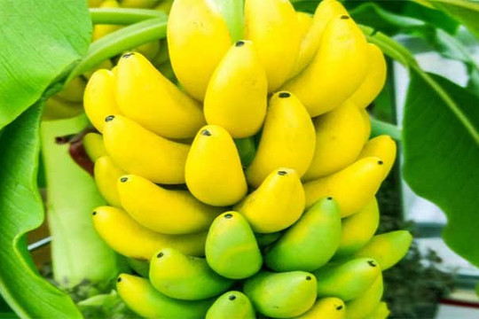 Việt Nam là thị trường cung cấp chuối lớn thứ 6 cho Hàn Quốc