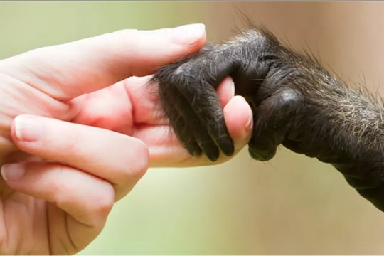 Mỹ: Phát hiện ca bệnh đậu mùa khỉ đầu tiên sau 23 năm