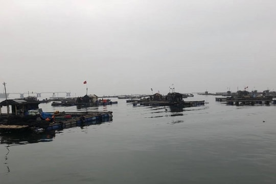 Hàng chục tấn cá chết bất thường trên sông Bạng
