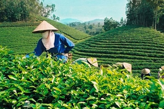 Nửa đầu năm 2021 xuất khẩu chè đạt 58,1 nghìn tấn