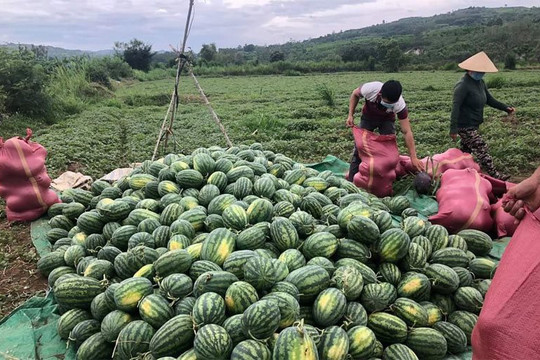 Phú Yên: Kết nối, hỗ trợ nông dân tiêu thụ nông sản vào vụ
