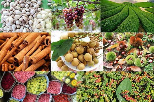 Cơ hội lớn để nông sản Việt vào thị trường Anh