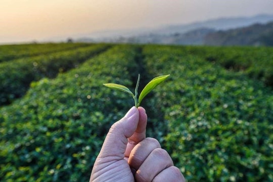 ‏Mua trà Thái Nguyên tại Danh Trà - Địa chỉ uy tín, chất lượng top đầu