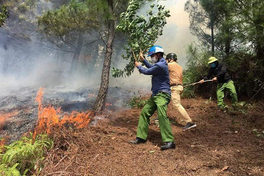 Hà Tĩnh: Người đàn ông chết cháy trong vườn keo của gia đình
