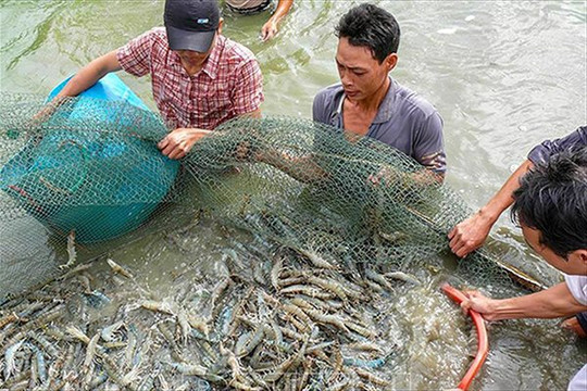 Tổng sản lượng thủy sản 7 tháng đầu năm tăng 2,2%