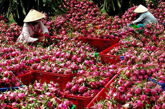 Mở đường cho quả thanh long xuất khẩu sang Ấn Độ, Pakistan