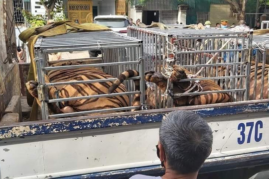 Nghệ An: Bắt giữ 17 con hổ nuôi nhốt trái phép ở nhà dân 