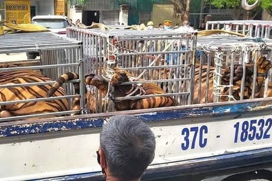 Nghệ An: Phát hiện 17 con hổ nuôi nhốt trái phép tại nhà dân