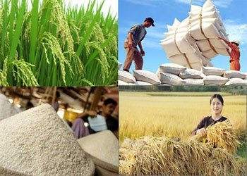 Tìm giải pháp gỡ khó cho các doanh nghiệp xuất khẩu gạo