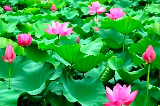 Câu cổ ngữ của Trung Quốc 'Trời mùa đông có lạnh không, chỉ cần nhìn ngày 28 tháng 6” âm có ý nghĩa gì?