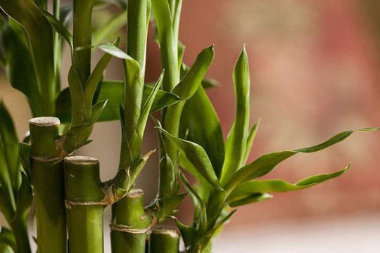 Có những bảo bối này trong nhà thì tài lộc đến ngay, giàu có trong nháy mắt cũng dễ hiểu