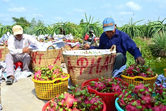 Nhiều cơ hội để đẩy mạnh xuất khẩu nông sản sang thị trường châu Âu