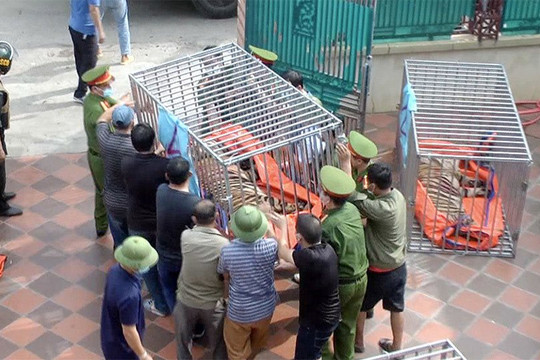 Khởi tố, bắt tạm giam người nuôi nhốt đàn hổ trong nhà