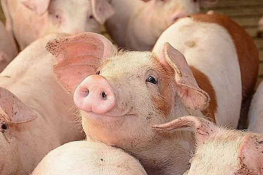 Cần giải pháp để tránh đứt gãy chuỗi sản xuất, cung ứng trong chăn nuôi
