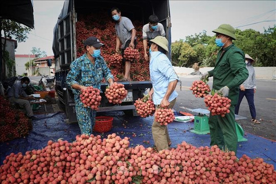 Vải thiều thành công ngoạn mục trong đại dịch