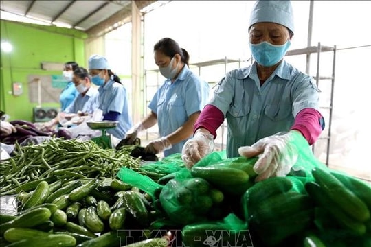 Nông sản Việt mạnh mẽ vươn xa, vượt qua “bão Covid”