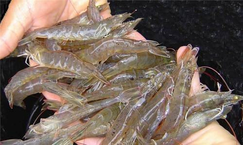 Nguy cơ thiếu hụt nguyên liệu tôm vào quý IV