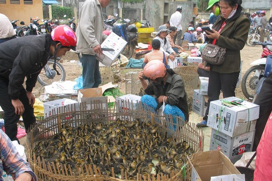 Gia cầm nhập lậu tăng mạnh, Bộ NN&PTNT ra công văn khẩn
