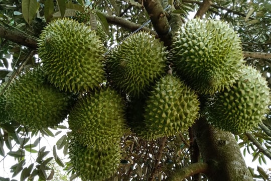 Hỗ trợ tiêu thụ nông sản Tây Nguyên