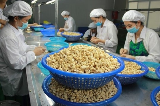Xuất khẩu hạt điều, hạt tiêu sang UAE tăng trưởng gần 200%