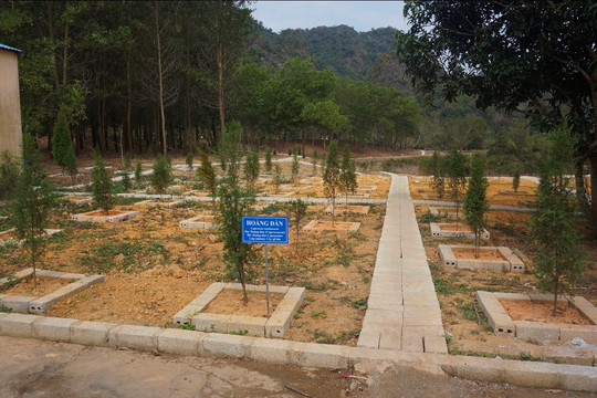 Lạng Sơn: Nỗ lực hồi sinh loài cây Hoàng đàn quý hiếm