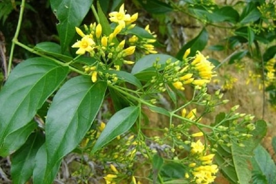Thai phụ giận chồng, ăn lá ngón tự vẫn