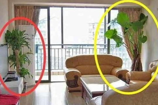 Không nên đặt những loại cây này trong nhà, bởi không tốt về mặt phong thủy!