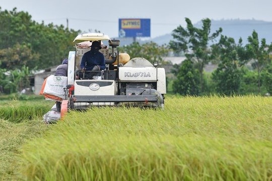 Người dân vùng giãn cách phải xét nghiệm âm tính với SARS-CoV-2 mới được đi gặt lúa