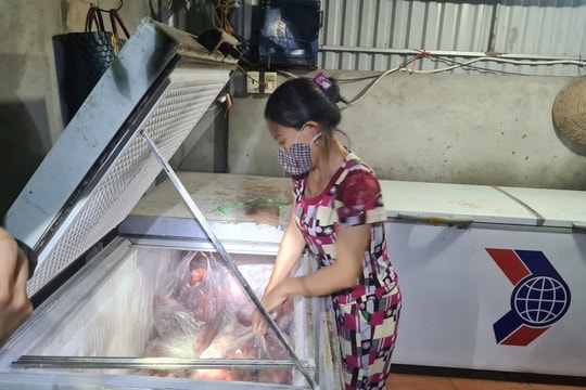 Xử phạt hành chính cơ sở chứa thịt lợn mang mầm bệnh