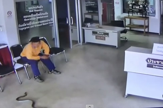 Thót tim khoảnh khắc rắn 'khủng' nhảy chồm lên tấn công người đàn ông