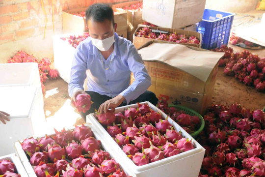 Thị trường Đông Hưng (Trung Quốc) dừng nhập thanh long của Việt Nam