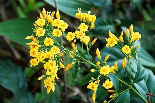 Vợ ăn lá ngón tự tử sau khi cãi nhau với chồng