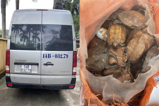 Bắt giữ xe khách vận chuyển 34 cá thể rùa quý trong sách đỏ thế giới