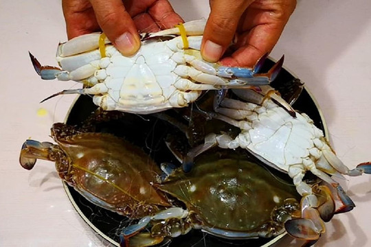 Hấp cua ghẹ, đặt bụng ngửa lên hay úp xuống? Khi hấp dùng nước nhiệt độ như nào? Chủ cửa hàng hải sản tiết lộ cách hấp giúp ghẹ tươi ngon, béo ngậy