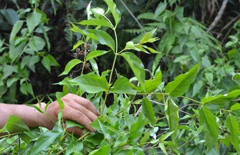 Nghi ăn nhầm lá ngón, một học sinh lớp 7 tử vong
