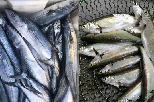 Khi mua cá, người 'sành ăn' chọn mua 3 loại cá biển này, không nuôi nhân tạo, thịt tươi, mềm, giá rẻ