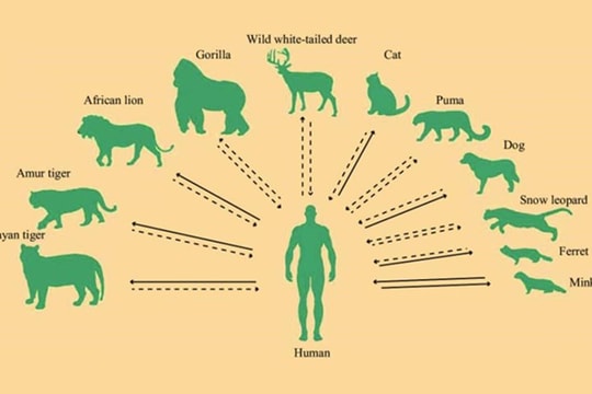 Tin vắn thế giới ngày 11/10: Theo CDC Trung Quốc, virus SARS-CoV-2 vẫn mở rộng phạm vi vật chủ lây nhiễm