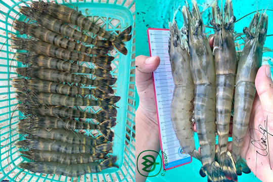 Bạc Liêu: Nam Phú Hưng thương hiệu từ chữ tín 
