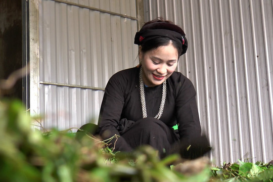 Lương y Nguyễn Thị Huyền người giữ gìn nghề thuốc nam dân tộc Tày