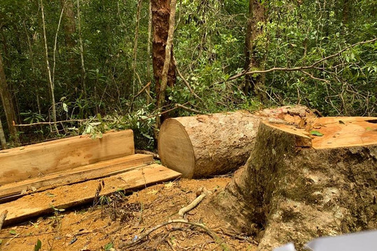 Gia Lai: Khởi tố 3 nhân viên bảo vệ rừng đưa cưa lốc vào rừng đốn hạ gỗ
