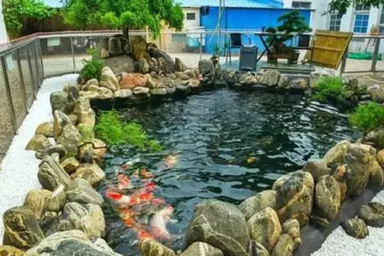 Làm hồ cá trong sân nhà hình gì thì có thể phát tài?